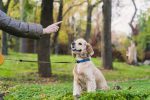 Best Puppy Training – What Every Person Must Look Into