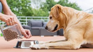 Complete Analysis On Frozen Raw Dog Food