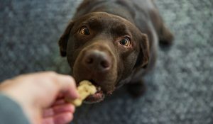 Important Things About Best Yak Chews For Dogs