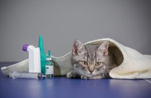 Dewormer For Cats – Discover The Simple Facts About Them