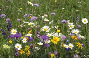 A Few Things About Meadow Flower Seeds